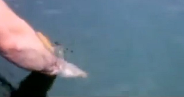 Золотая рыбка (Загадал погладить?)