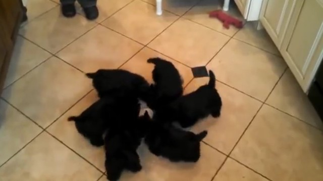 Щенячий хоровод 