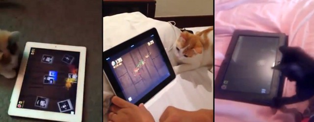 Котики с планшетами