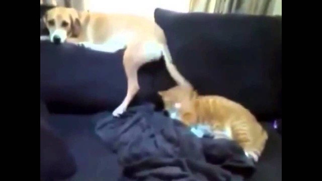 Собака не даёт коту спать = Драка котов от первого лица 