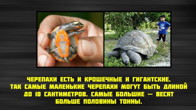 Интересные факты о Черепахах