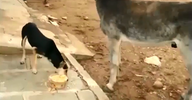 Пёс и голодный ослик 