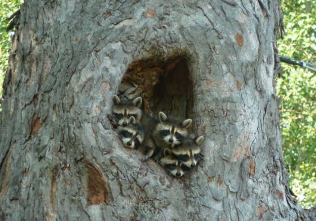 Симпатичные и забавные животные
