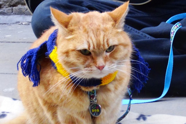 Уличный кот по имени Боб