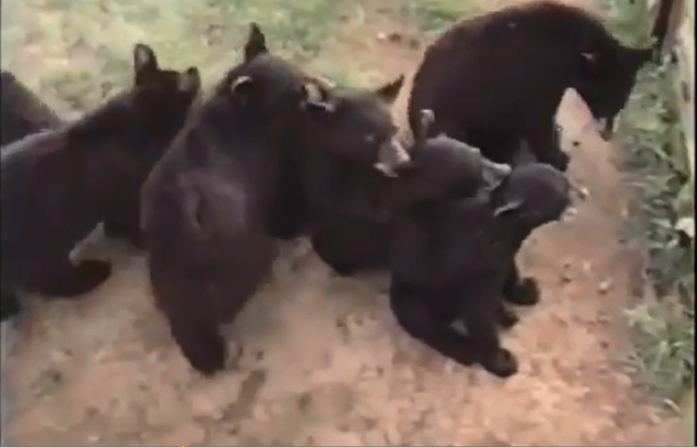 Медведи становятся друг за другом