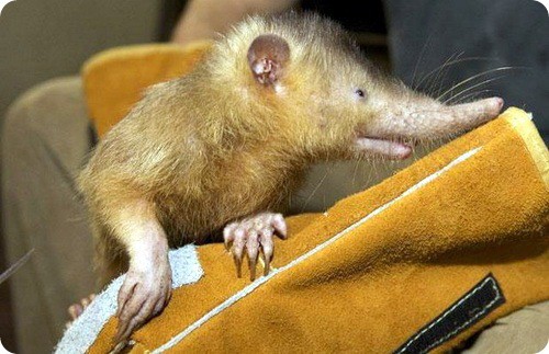 РЕДКИЕ И УДИВИТЕЛЬНЫЕ ЖИВОТНЫЕ