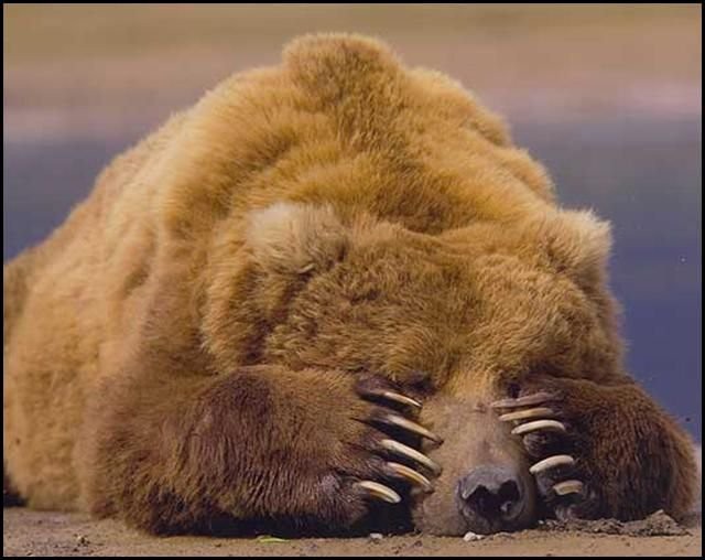 НАТО не стоит будить русского медведя