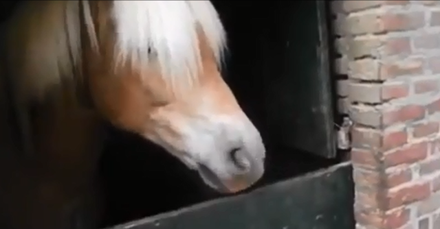 Лошадка смешно показывает язык