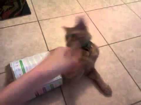 Котик хочет апгрейда