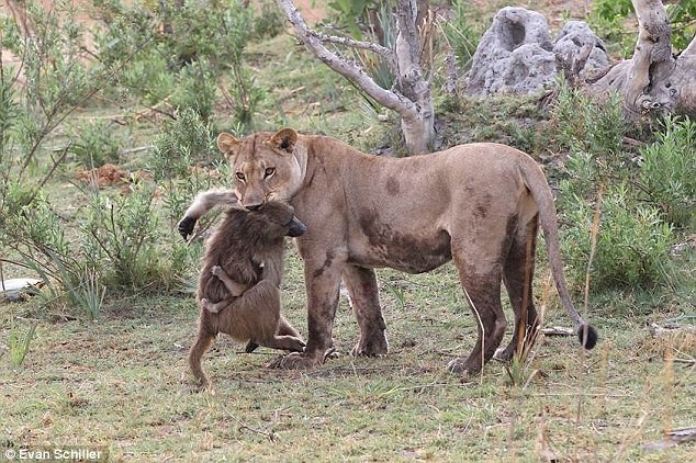 Спасение детёныша бабуина из лап львицы, убившей его маму