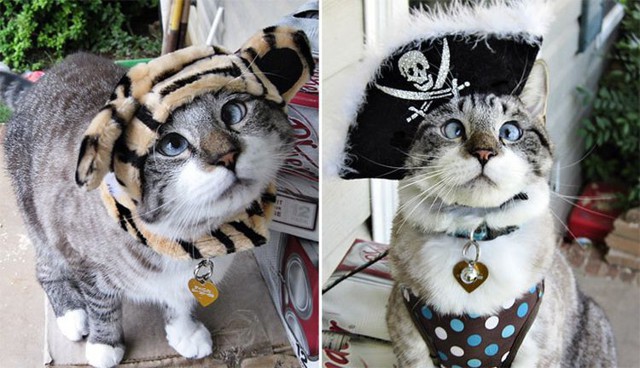 Животные, ставшими знаменитыми в интернете