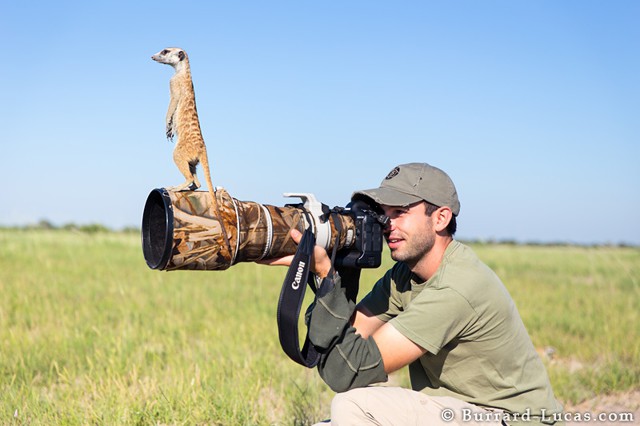 Фотограф Will Burrard-Lucas и сурикаты!