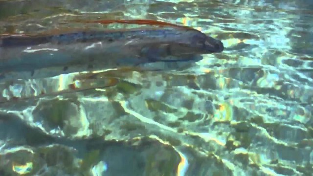 Новые наблюдения гигантских рыб, предупреждающих о мегаземлетрясении