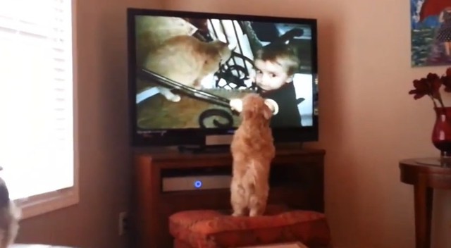 Реакция собаки на видео с котами