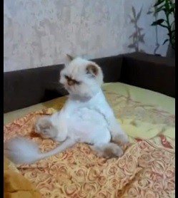 Кот СемЁн