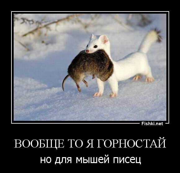 вообще то я горностай