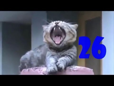 Смешные кошки. Выпуск #25 и Выпуск #26