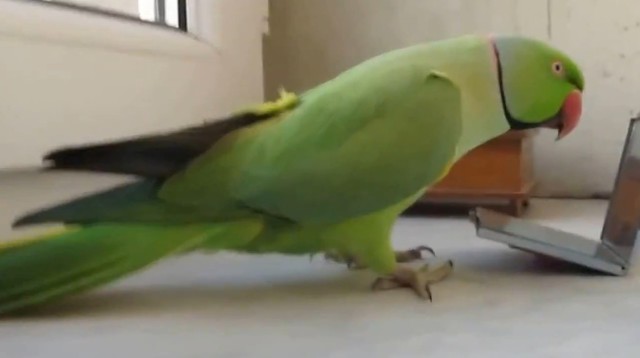 Умный попугай любуется собой