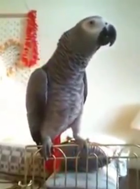 Смешной поющий и говорящий попугайчик