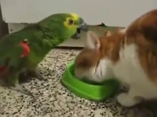 Кот не пускает попугая к своей еде