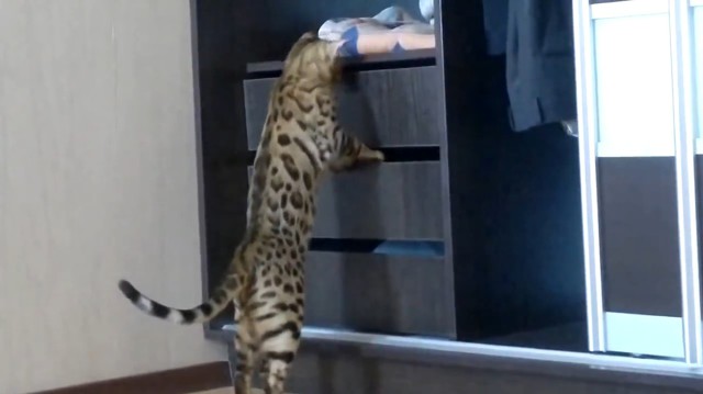 Очень сообразительный бенгальский котик