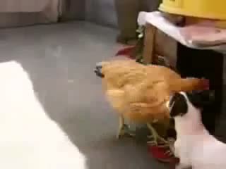 маньяк собака 