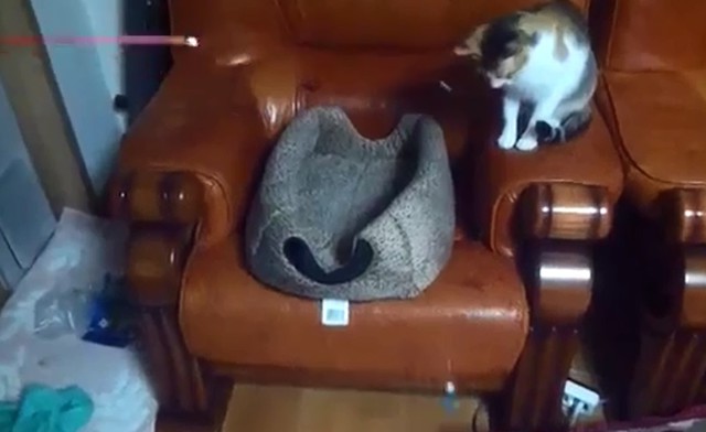 Кто играет с котом ? 