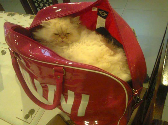 Забавные животные