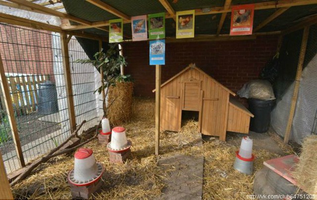 Лиса высиживала куриные яйца