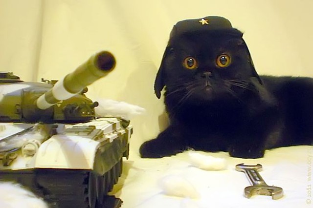 Коты готовятся к бою