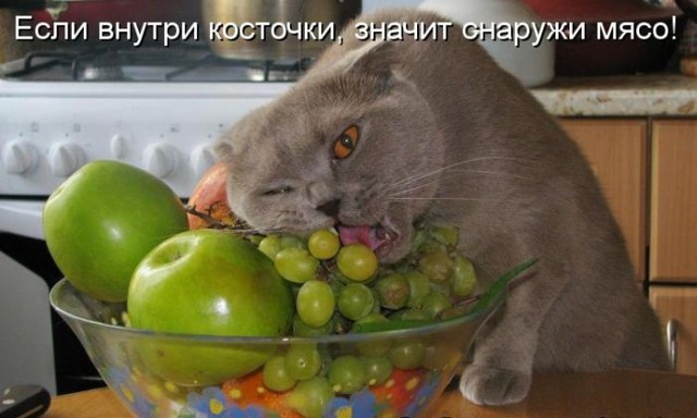 Котоматрицы