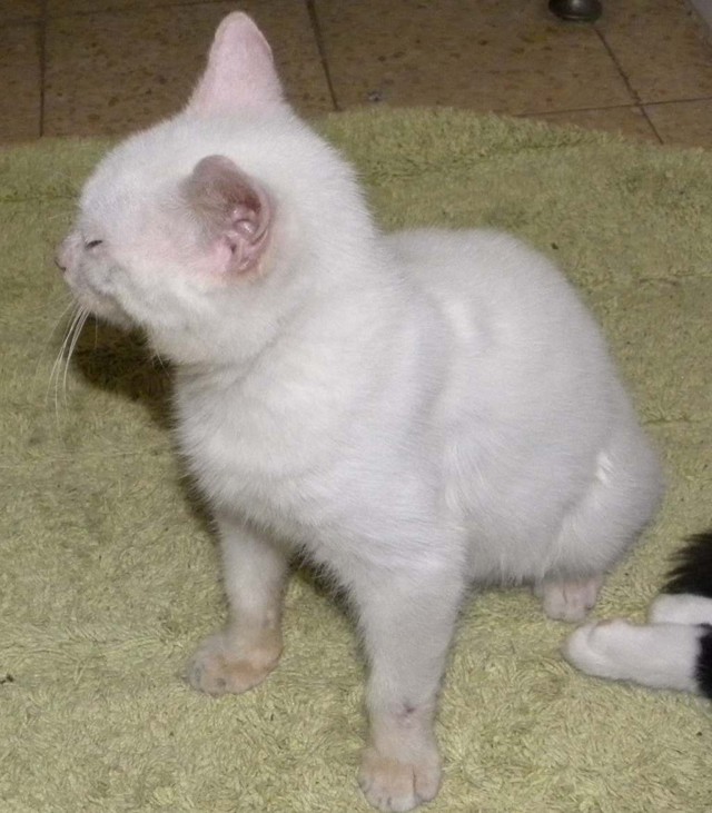 Брошенные животные и добрые люди. Нужна помощь!