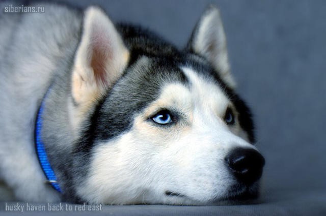 Почему держать хаски дома не так уж и весело? :)