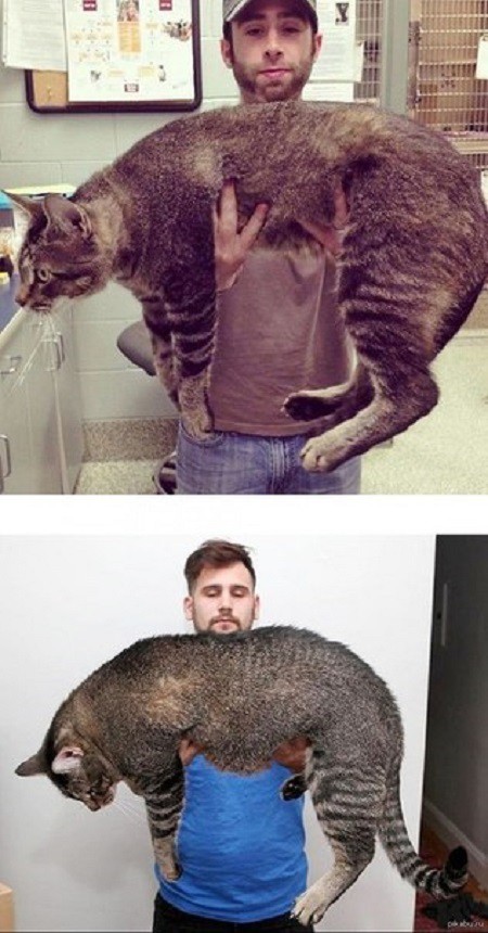 Корми кота правильно