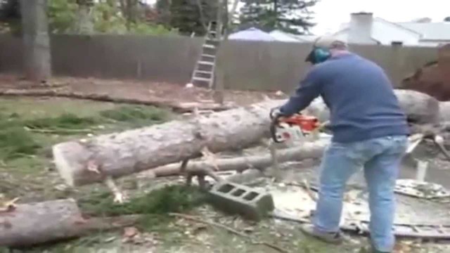 Дерево возвращается к жизни 