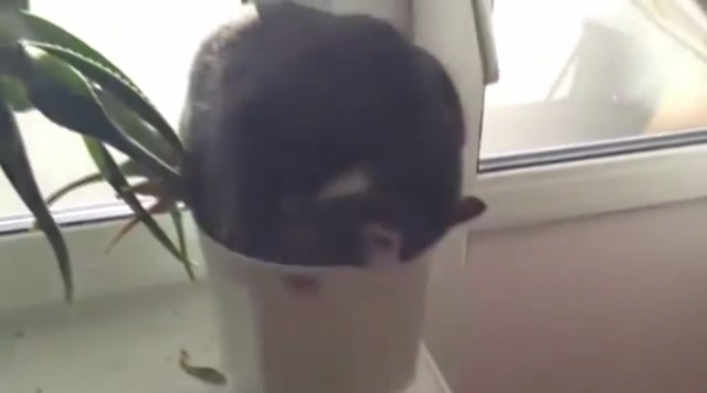 Кот уснул в цветочном горшке