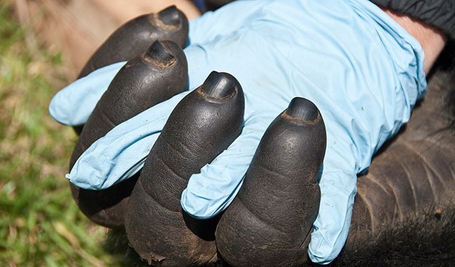 Международный день ветеринарного врача