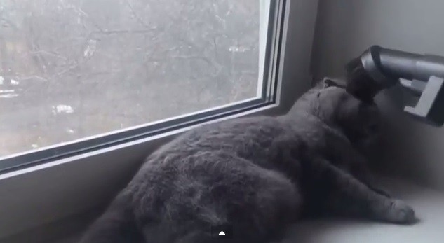 ОЧЕНЬ храбрый котейка