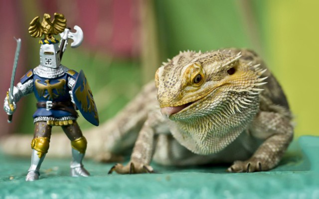 Животные в фотографиях