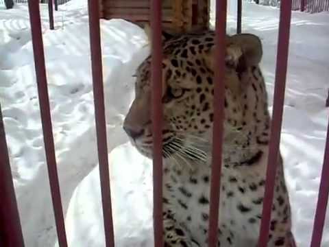 Достал кошку!