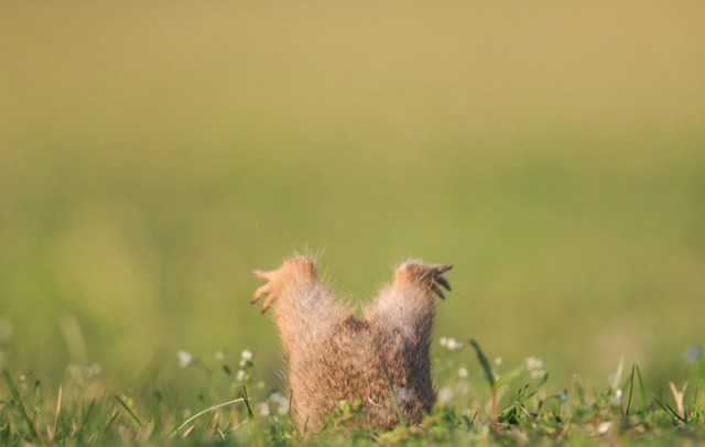 Без фотошопа