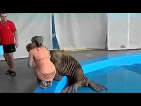 Похотливый морж 