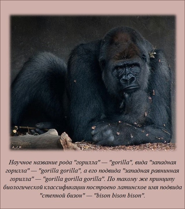 Интересные факты