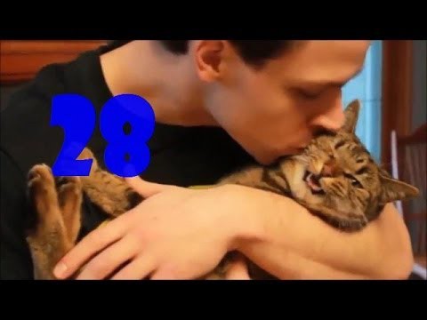 Смешные кошки. Выпуск #27 и Выпуск #28