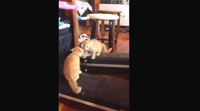 Пугающий зеркало рыжий котёнок