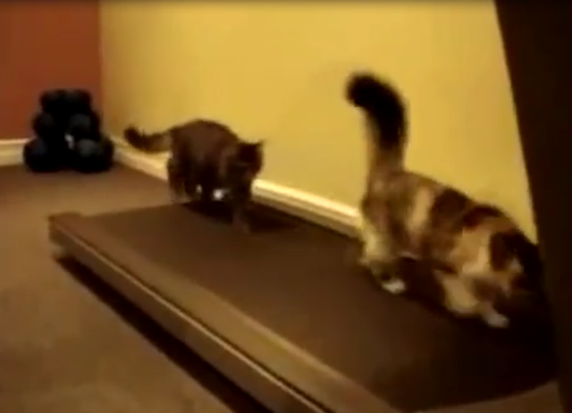 Коты на беговой дорожке