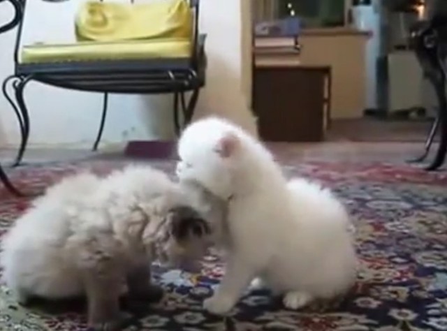 Самые Милые Котята В Мире