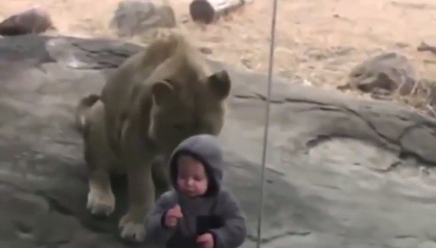 Подборка детей в зоопарке (Это удивительно!!!)