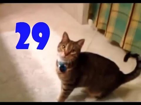 Смешные кошки