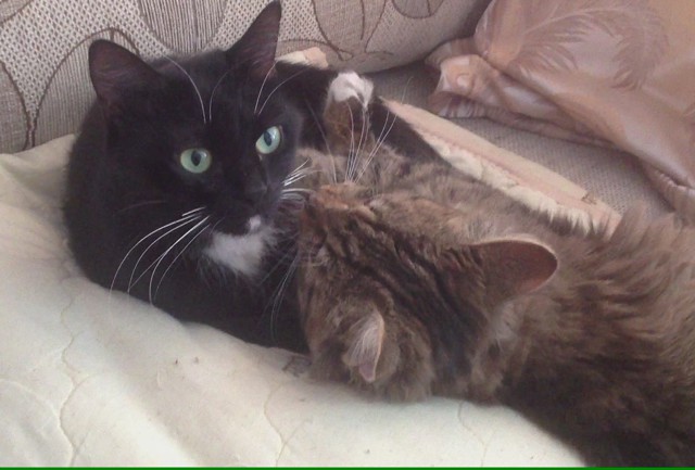 Кошачьи нежности